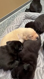 6.7K views · 317 reactions | Guided puppy meditation 律 This video has clips of black and yellow Lab puppies snoozing together with audio from Dr. Jason Doorish, GDB's Psychosocial Support Specialist. #GuideDogsForTheBlind #IAmGDB #Meditation #PuppyTherapy | Guide Dogs for the Blind | Facebook