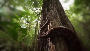 27K views · 897 reactions | On their final hunt for the season, all five men converge on the northern edge of the Everglades with a new foe ready to greet them. Check it out TONIGHT at 9/8c  | Swamp People on History | Facebook