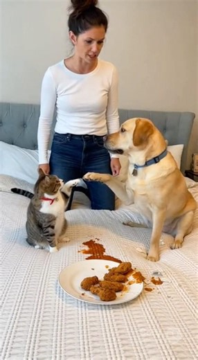 cat vs cat who destroyed it?🤔#funnyvideo #shorts