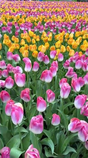 Keukenhof Gardens - Lisse, Netherlands