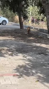 2.1M views · 10K reactions | Tiger baby  | Voice for Voiceless 1313 | Facebook