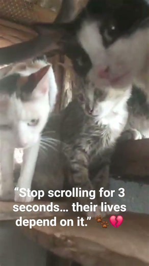 “These cats were thrown away like trash… please help me save them.” 😢🐾
