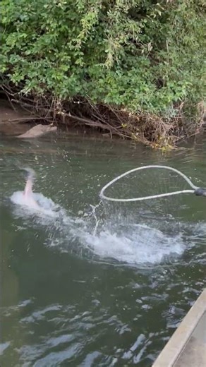 Coho Salmon Jumps Out of Water and Nearly Lands in Boat Then Gets Netted