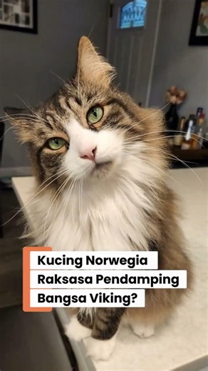 Not Your Average Cat! Facts About the Giant Norwegian Cat, the Viking Companion 🐈⚔️❄️