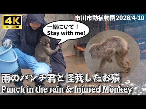 【4K】雨のパンチ君と仲間達！怪我したお猿が攻撃を受けてしまいました。市川市動植物園 Ichikawa City Zoo Punch Injured Monkey