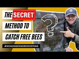 The Secret Method Swarms Of Bees Cannot Resist - How To Catch Free Bees