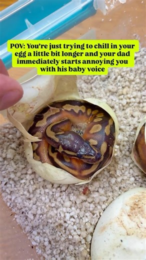 This is how I talk to my ball pythons as they’re hatching😂🐍😍
