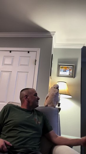 Oh boy!!! Tango doesnt like movies that have talking dogs and cats! #movienightwithdad #fridaynight #fridayvibes #dogsandcats #tango #foryou #fypシ #birdsoftiktok #cockatoo #parrot #movie #losingmymind #foryoupage #crazybird #dancin #spring #lovely #nba #funnyanimals #viral #marchmadness