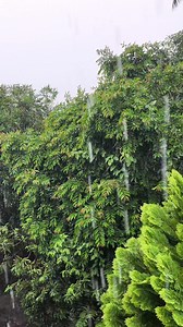 Mi presidio 🎶🎵🍃 | Musiqueando