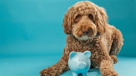 Paws on spending: how to cut the cost of pet care