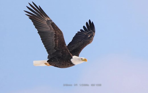 【油管搬运】索尼Sony A1 α1 + Sony 200-600 拍鸟测评