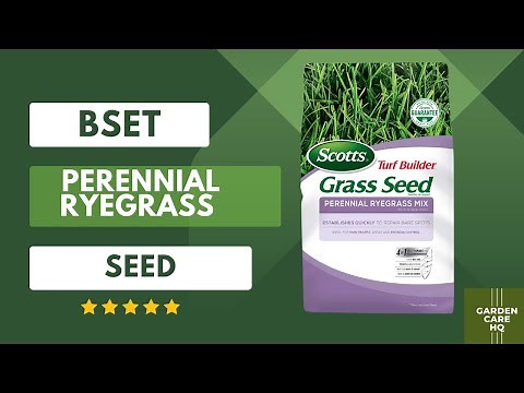 Top 5 Best Perennial Ryegrass Seed 2025 [Updated]