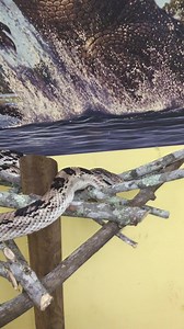 1.7K views · 55 reactions | Meet Rugrat! He's a Northern pine snake and is the newest member of our family! #zooforyou #saaf #pinesnake #educationsnake St. Augustine Alligator Farm Zoological Park #snakesrus #rugrat | St. Augustine Alligator Farm Zoological Park | Facebook