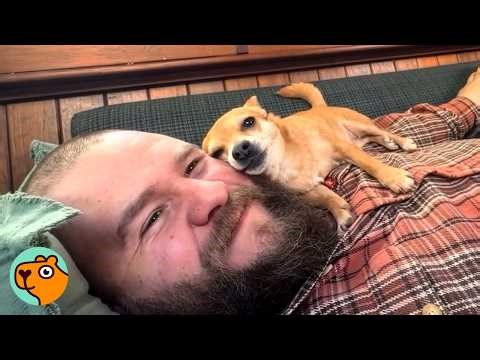 Man Adopts Tiny Chihuahua. Now She’s Glued To Him 24/7 | Cuddle Buddies