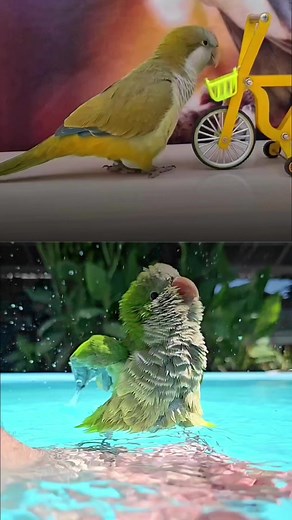 Training Your Parrot: Tricks and Tips