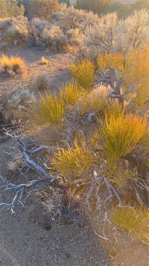 Mormon tea, aka Great Basin Tea is up in the shop! This plant grows very slowly so I am very careful to take only a limited amount to harvest. A little bit goes a long way too! Ethically wildcrafted and pruned to encourage growth. Get some while they last! #shopupdate #leahsnaturals #herbalist #herbalmedicine #ephedra #mormontea | Leah’s Naturals