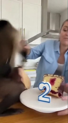 Monkey Goes INSANE! 🐒 REAL Capuchin Fights Woman Cutting Hyper-Realistic Monkey Cake! 💥#animalcomedy