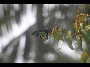 Back from the Brink Part 6: The Richmond Birdwing Butterfly