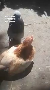 140K views · 2.1K reactions | Look like, sounds like... #pigeon #pigeons #pigeonrace #duiven #duivensport #hybrid #racingpigeons #pigeonrace #kalapati #kalapatids #kalapatidsph #kabutar #kabootar #porumbei #palomas #pombo #training #success #race #kabutarbazi #merpati #ctto #warrior #battle #wings #pair #breeding #Dove #limoges #raceday #news #pau #tulle #belgium #netherlands #barcelona #Barcelona2024 | Pigeon Sports PH | Facebook