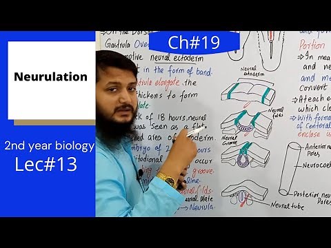 Neurulation || Development of chick Fsc bio,MDCAT,Federal board urdu/hindi lecture, Ch#19 | Lec#13
