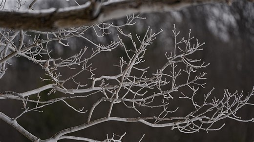 Here’s when freeze warnings and frost advisories are issued