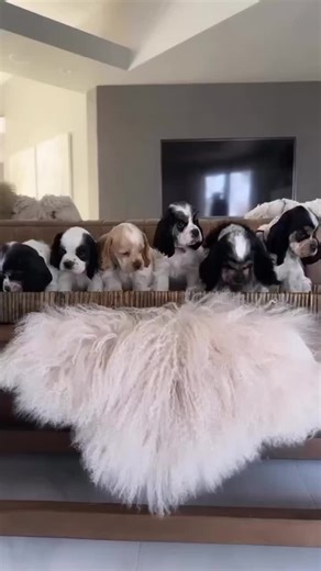 American Cocker Spaniel looking for new homes 🏠❤️ #cockerspaniel #cockerspanielpuppies