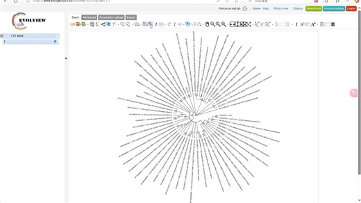 利用MEGA与evolview构建及美化进化树