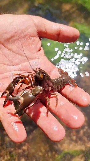 🦞 If you are out with Chris Lukhaup he is guaranteed to find crayfish as well. Signal crayfish (Pacifastacus leniusculus) #oliverknott #okaqua #okisback #aquascape #aquarium #aquascaping #aquariumhobby #aquariumtank #aquariums #akvaryum #instapet #myhobby #aquariumfish #instafish #tropicalfish #aquatic #aquaticlife #fishtank #fishkeeping #freshwaterfish #freshwater #chrisandolis #chrislukhaup #chrisandolis