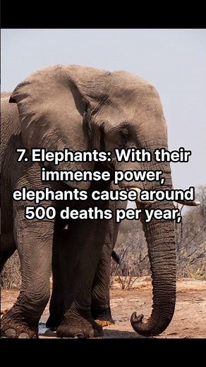 Top 10 Animals That Kill the Most People in the World