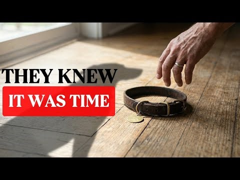 10 Ways Dogs Say Goodbye Before They Die (Number 1 Will Destroy You)