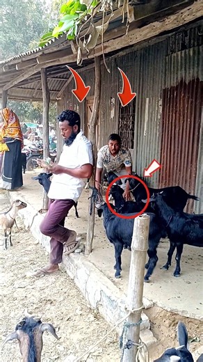 He Sold the Goat… Back to Its Owner?! 😂😂 #funny #comedy