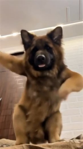Sheru jaico rocks on Instagram: "10,000,000+ views 😳🐶 Thank you so much for all the love ❤️ Aisi funny reels ke liye Sheru ko follow karo ❤️🔥 German shepherd dance😀 @sheru_jaico_rocks . #funnyvideos😂 #germanshepherd"