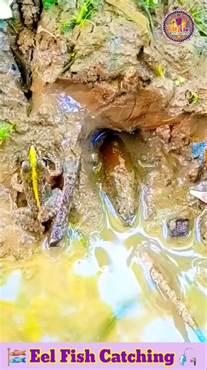 Amazing Eel Fishing By Hook Technique #shorts #fishing #eelfishing #viral