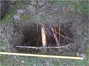 Top Expert Airspade Hire | Air spade 2024 ArborAeration