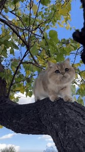 Cat Playing Beautiful Cat Kitten Playing Stock Footage Video (100% Royalty-free) 3554165323 | Shutterstock