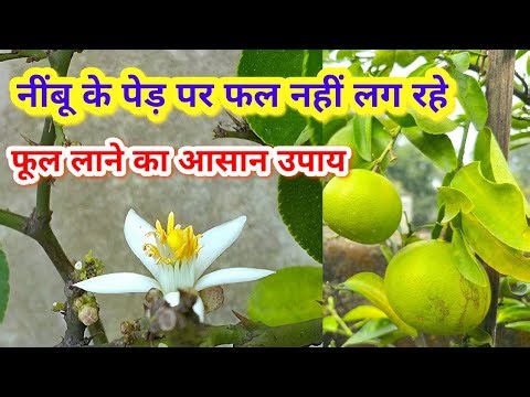 Lemon Tree Isn't Fruiting: The Quick Fix That Gets Blooms 