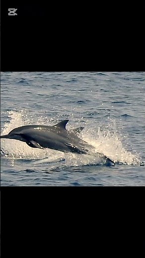 Whale watching Mirissa ,Sri Lanka