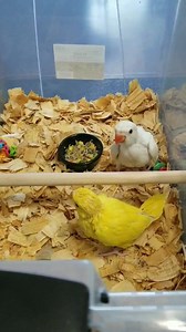 Watch them grow - Practice makes perfect | Chatterbox Parrots