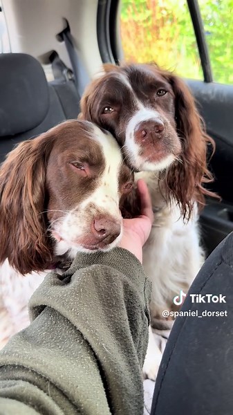 Love for My Springers: A Heartwarming Dog Journey