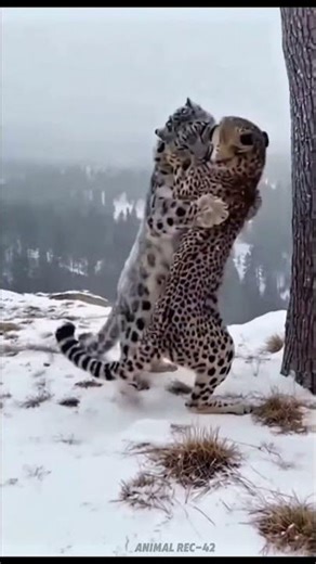 Ice vs Speed: Snow Leopard Clashes Brutally with a Cheetah!" 😱