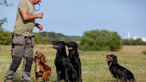 How Do Dog Whistles Work?