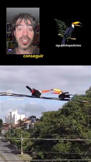 Toucans fly off in Itanhaém 🥊 #biology #veterinary #biologist #animals #toucan