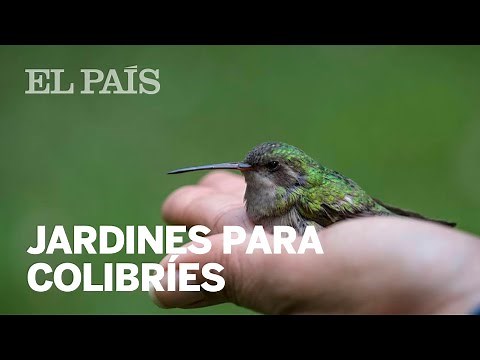 Objetivo, recuperar el colibrí y su polinización