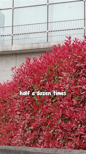 Vibrant Red Robin Photinia: Ideal for Fast-Growing Hedges
