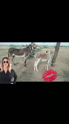 donkeybreed (@donkeybreed)’s videos with original sound - donkeybreed