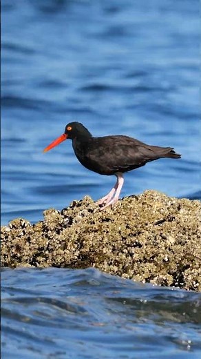 Black Oystercatchers Foraging | Stunning Coastal Birds of BC #Shorts