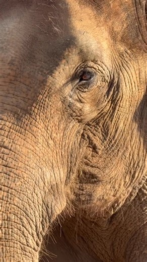 Tang Mo’s herd consisted of five elephants, with Tang Mo being the youngest and the center of everyone’s affection 🍉🐘❤️ Every morning, as soon as she spotted her caretaker, Tang Mo would eagerly walk over and sweetly coo, a sound full of love and affection. One look into Tang Mo’s eyes would reveal the depth of her love for her caretaker. While elephants cannot speak, their eyes convey their emotions clearly. Whether they are scared, sick, or happy, their eyes tell the story of their feelings 