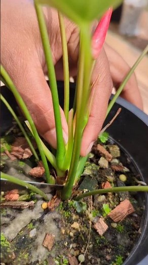 Simple Stem Cutting Method ✂️🌿 #anthurium #plantlovers #plantcare