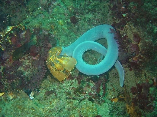 Hagfish