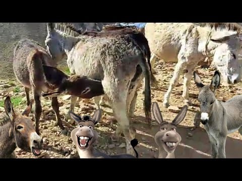 Donkey donkey baby donkey | donkey donkey kicks | donkey donkey videos